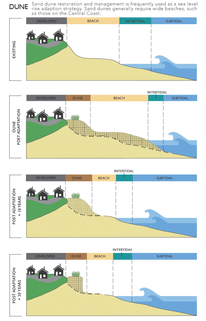 Illustration of dune restoration as a sea level rise adaptation strategy, showing stages from existing to post-adaptation after 10 years with developed areas, dunes, beach, intertidal, and subtidal zones.