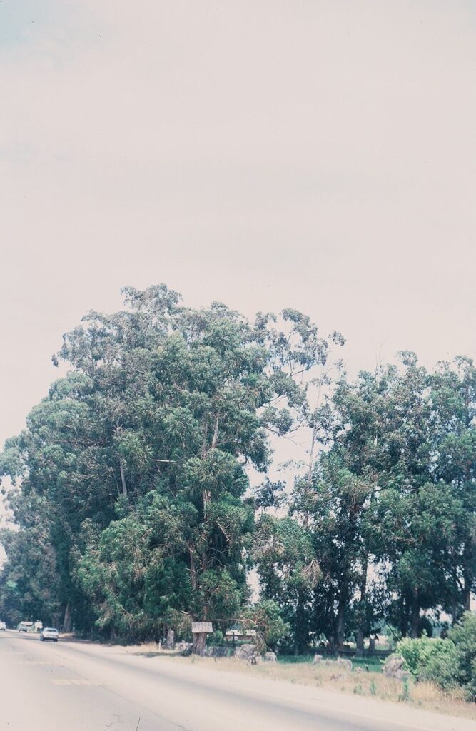 Row of tall eucalyptus trees lining a roadside with a clear sky in the background and a portion of a paved road with cars parked to the side visible at the bottom.