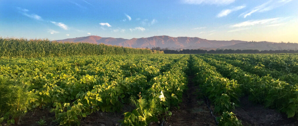 Sunlit farm fields with rows of crops leading towards distant mountains under a clear sky.