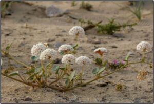 White wildflowers with green leaves growing in sandy soil.