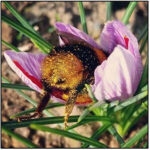 Close-up of a bee covered in pollen inside a purple flower.