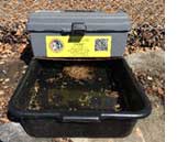 Gravid trap with a grey container labeled with a yellow sticker featuring a logo and QR code, placed above a black plastic tray filled with water and organic debris, used for mosquito surveillance.