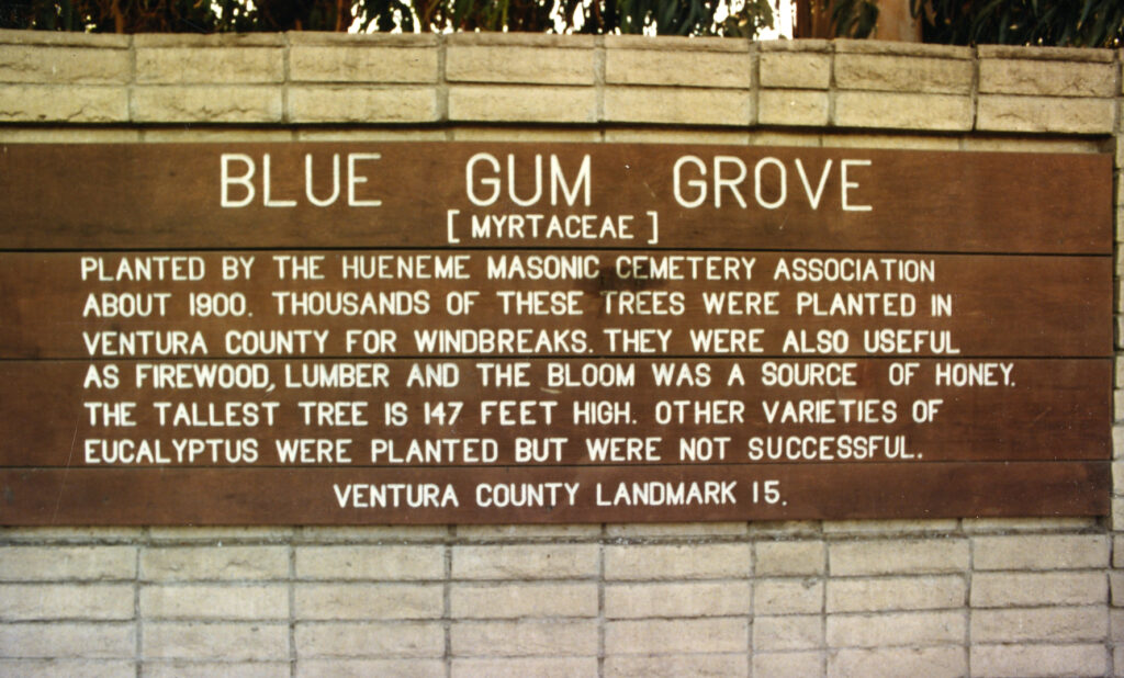 Historical marker reading 'Blue Gum Grove' with information about eucalyptus trees planted by the Hueneme Masonic Cemetery Association.