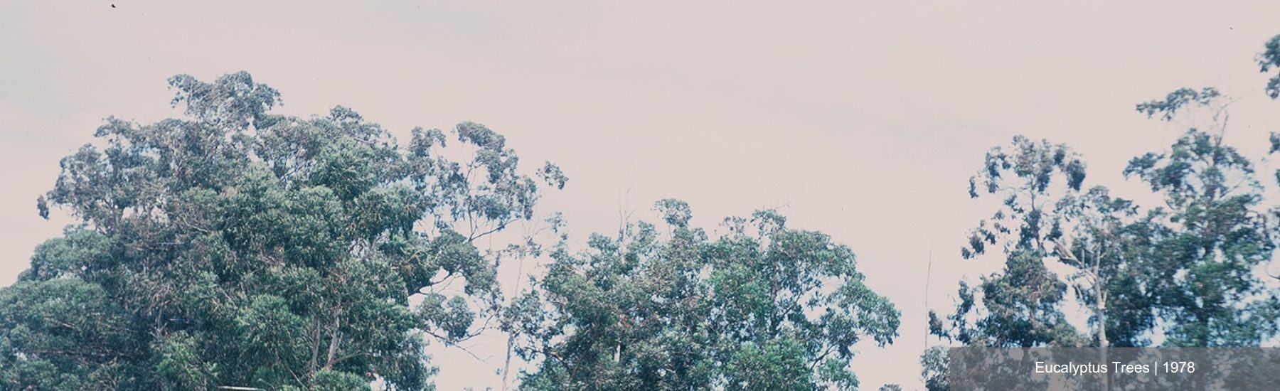 Landmark Number 3 Eucalytus Trees Along U.s. Route 101