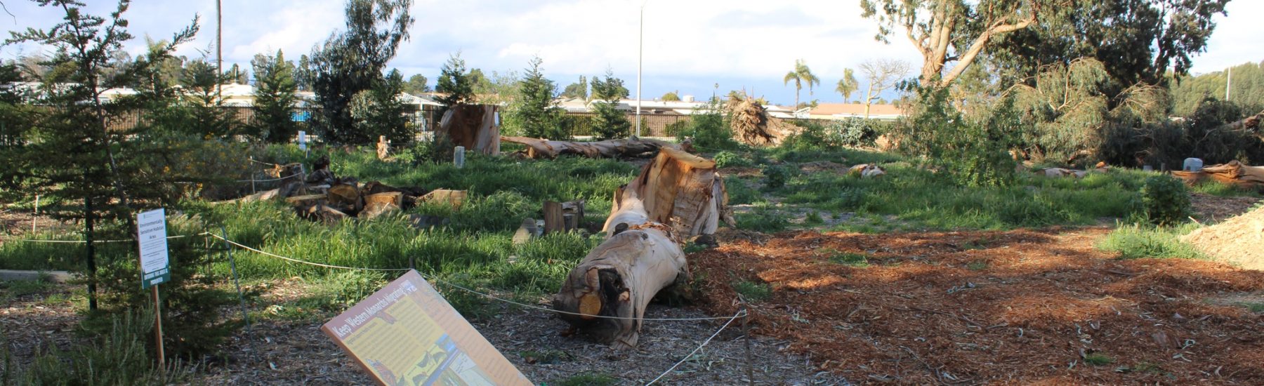 Naumann Giant Gum Tree/Eucalyptus Rows, with fallen trees and debris after February 2023 storms.