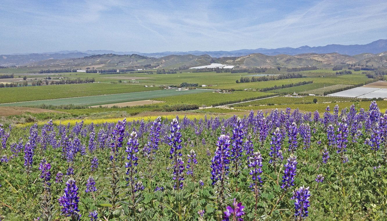 Purple wildflowers in the foreground with a sprawling valley and mountains in the distance under a blue sky.